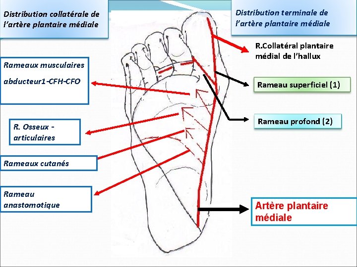 Distribution collatérale de l’artère plantaire médiale Rameaux musculaires abducteur 1 -CFH-CFO R. Osseux -