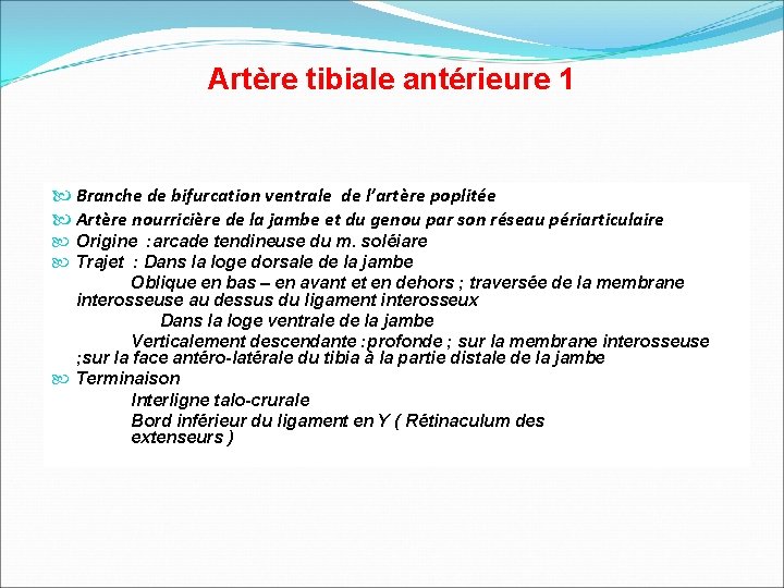 Artère tibiale antérieure 1 Branche de bifurcation ventrale de l’artère poplitée Artère nourricière de