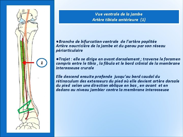 Vue ventrale de la jambe Artère tibiale antérieure (1) ●Branche de bifurcation ventrale de