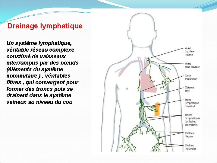 Drainage lymphatique Un systême lymphatique, véritable réseau complexe constitué de vaisseaux interrompus par des