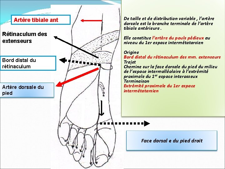 Artère tibiale ant Rétinaculum des extenseurs Bord distal du rétinaculum Artère dorsale du pied