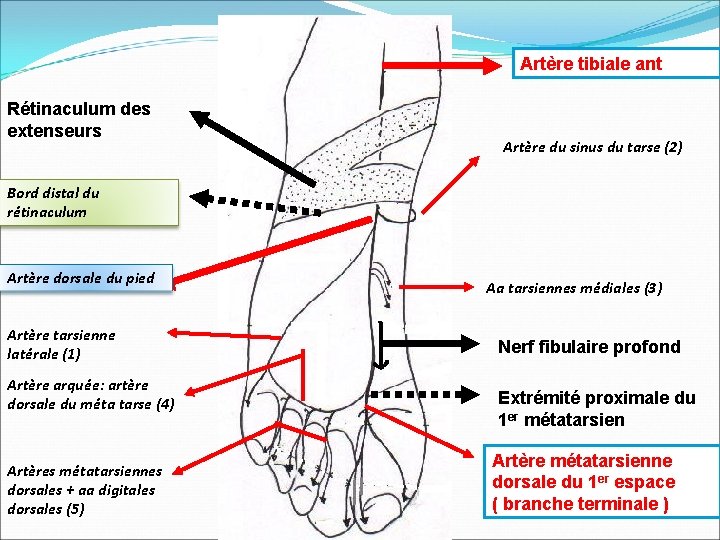 Artère tibiale ant Rétinaculum des extenseurs Artère du sinus du tarse (2) Bord distal