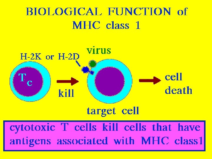 MHC I: Biological function 11/23/2020 44 11 