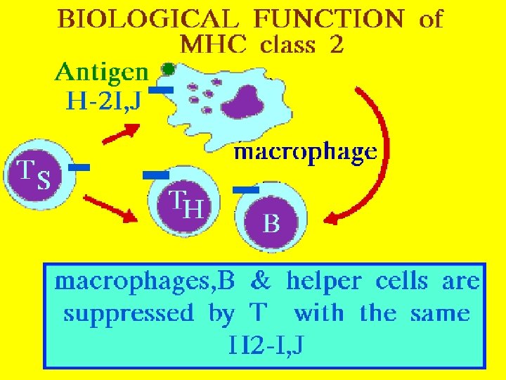 MHC II: Biological function 11/23/2020 47 12 