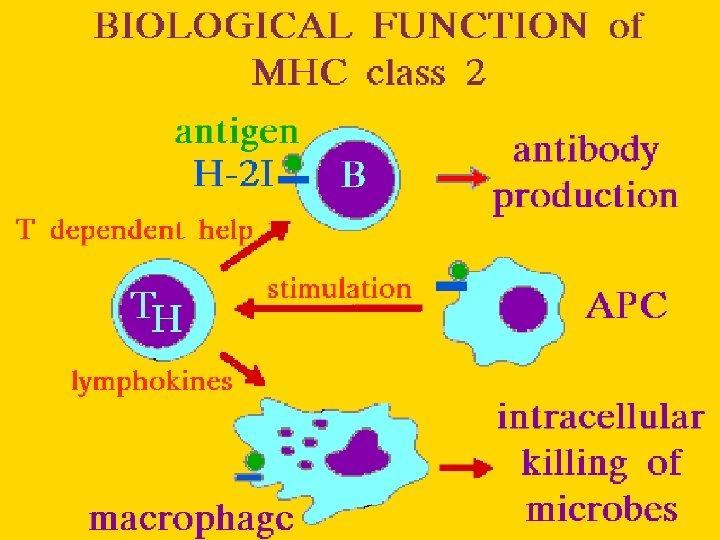 MHCII: Biologogical function (2) 11/23/2020 46 13 