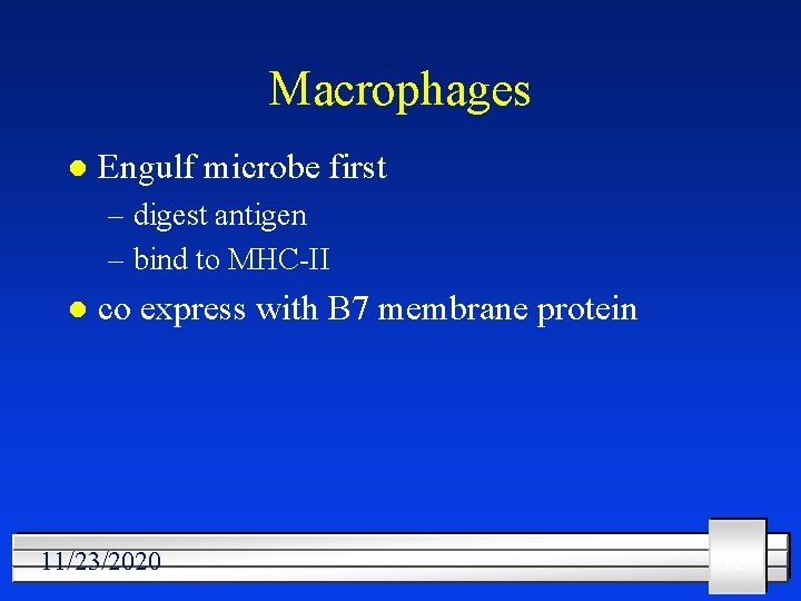 Macrophages l Engulf microbe first – digest antigen – bind to MHC-II l co