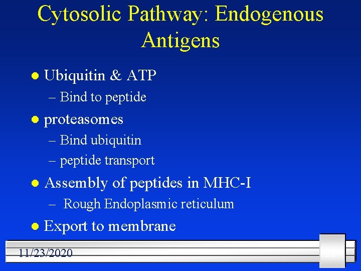 Cytosolic Pathway: Endogenous Antigens l Ubiquitin & ATP – Bind to peptide l proteasomes