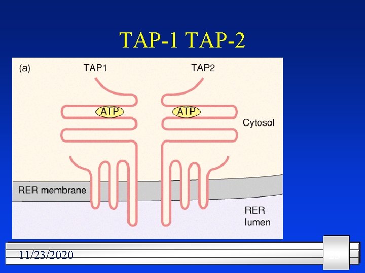 TAP-1 TAP-2 11/23/2020 23 