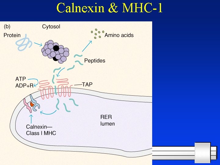 Calnexin & MHC-1 11/23/2020 24 