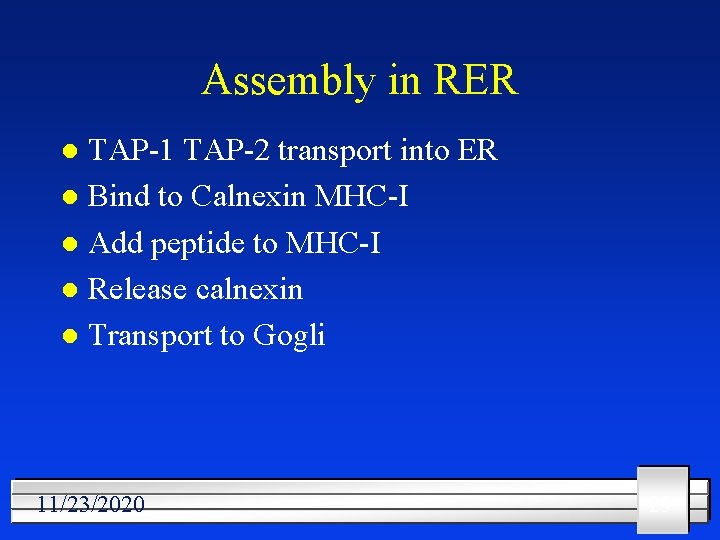 Assembly in RER TAP-1 TAP-2 transport into ER l Bind to Calnexin MHC-I l