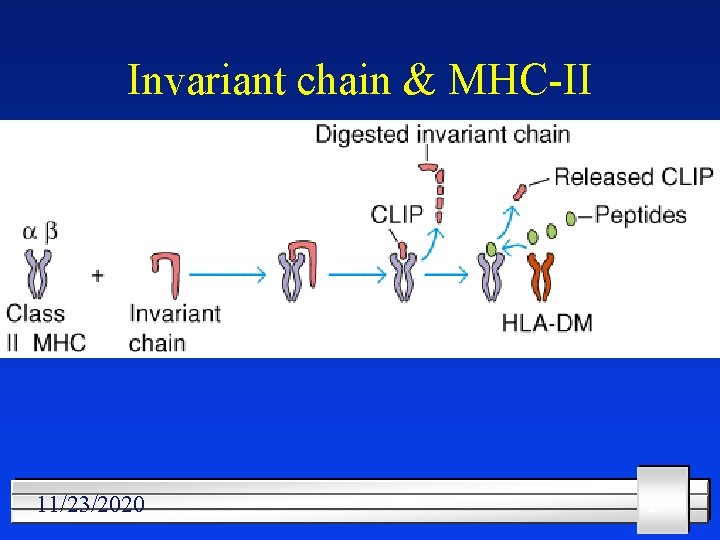 Invariant chain & MHC-II 11/23/2020 29 