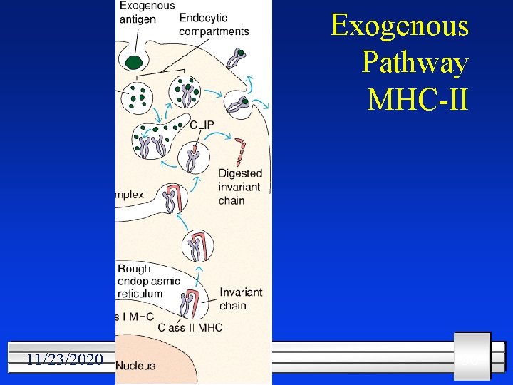 Exogenous Pathway MHC-II 11/23/2020 30 