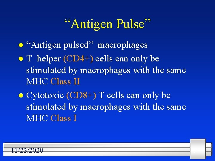 “Antigen Pulse” “Antigen pulsed” macrophages l T helper (CD 4+) cells can only be