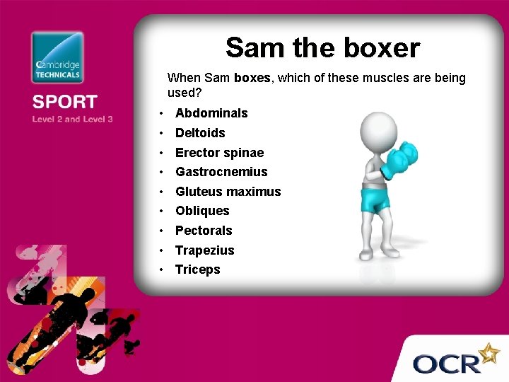 Sam the boxer When Sam boxes, which of these muscles are being used? •