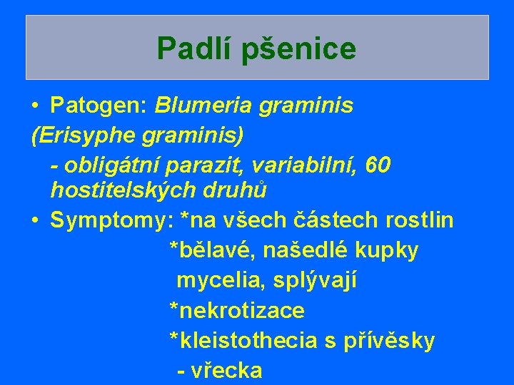 Padlí pšenice • Patogen: Blumeria graminis (Erisyphe graminis) - obligátní parazit, variabilní, 60 hostitelských