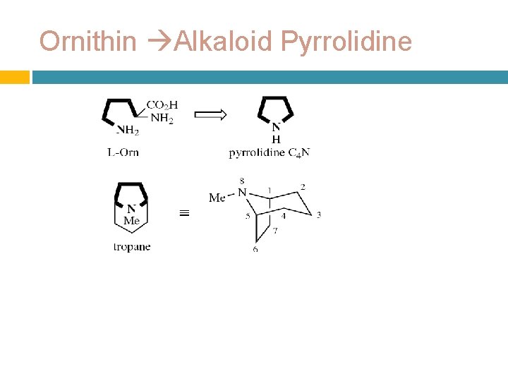 Ornithin Alkaloid Pyrrolidine 