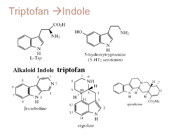 Triptofan Indole Alkaloid Indole triptofan Alkaloid terpen indol 