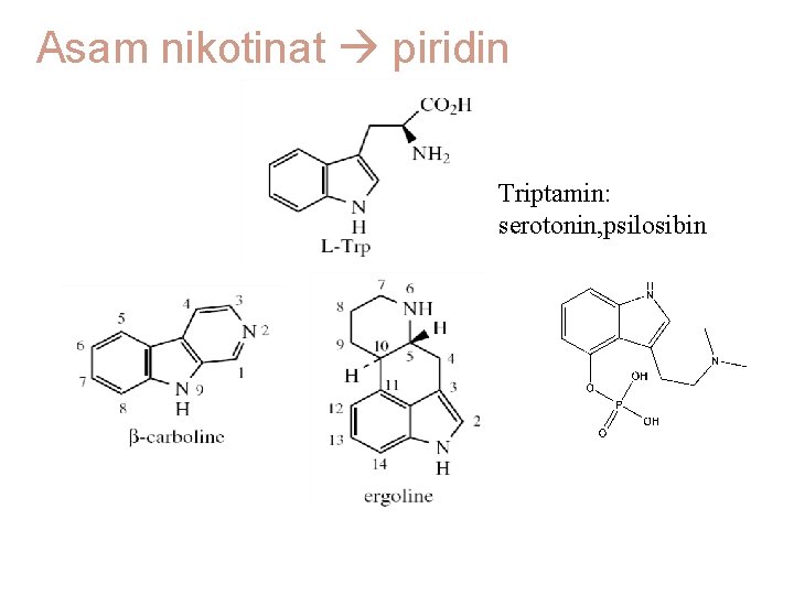 Asam nikotinat piridin Triptamin: serotonin, psilosibin 