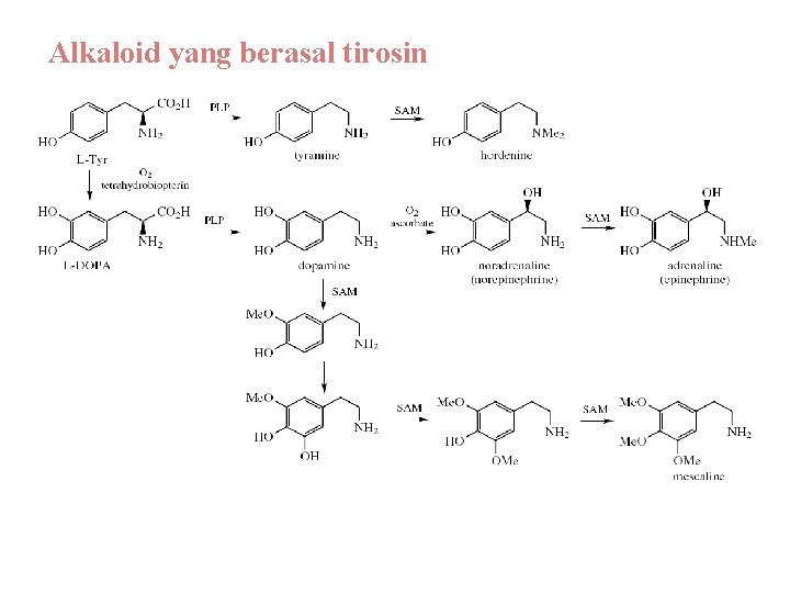 Alkaloid yang berasal tirosin 