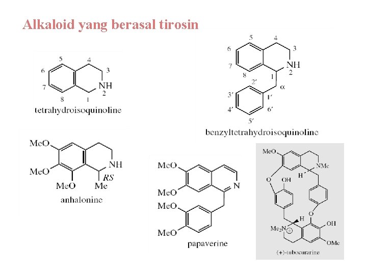 Alkaloid yang berasal tirosin 