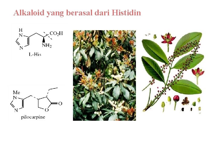 Alkaloid yang berasal dari Histidin Alkaloid imidazole Pilocarpus jaborandi 