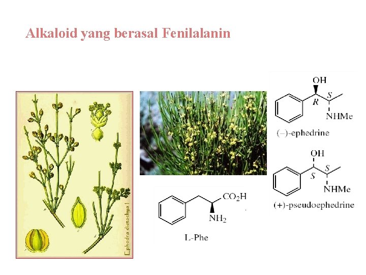 Alkaloid yang berasal Fenilalanin dari fenilalanin Alkaloid Ephedra sp. 