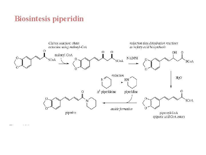 Biosintesis piperidin 