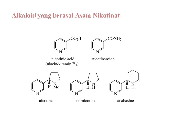 Alkaloid yang berasal Asam Nikotinat 