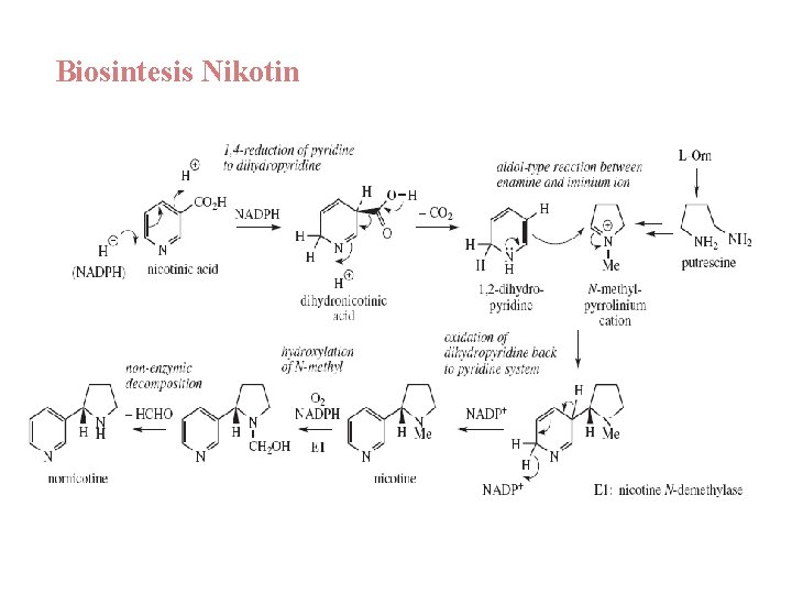 Biosintesis Nikotin 