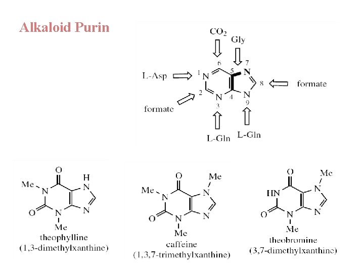 Alkaloid Purin 