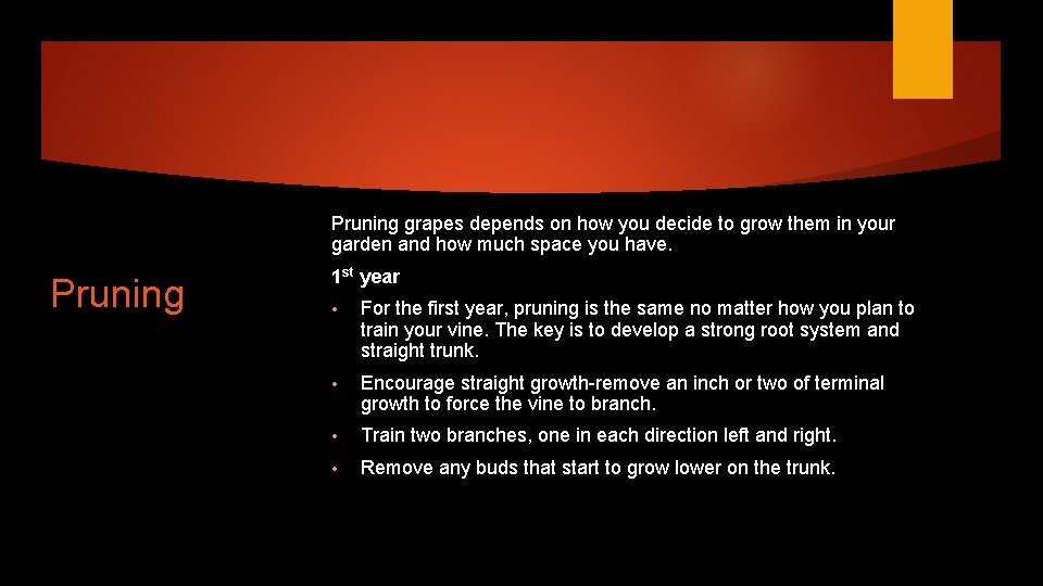 Pruning grapes depends on how you decide to grow them in your garden and