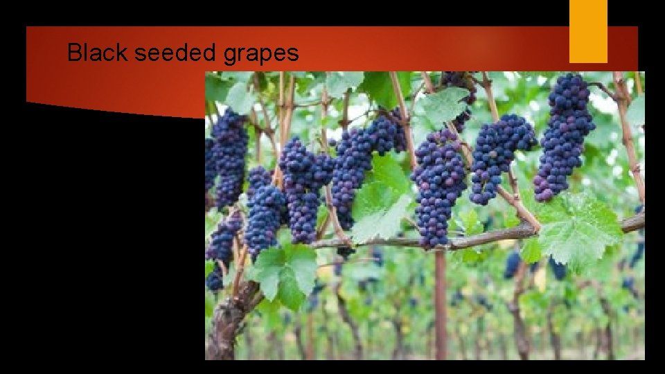 Black seeded grapes 