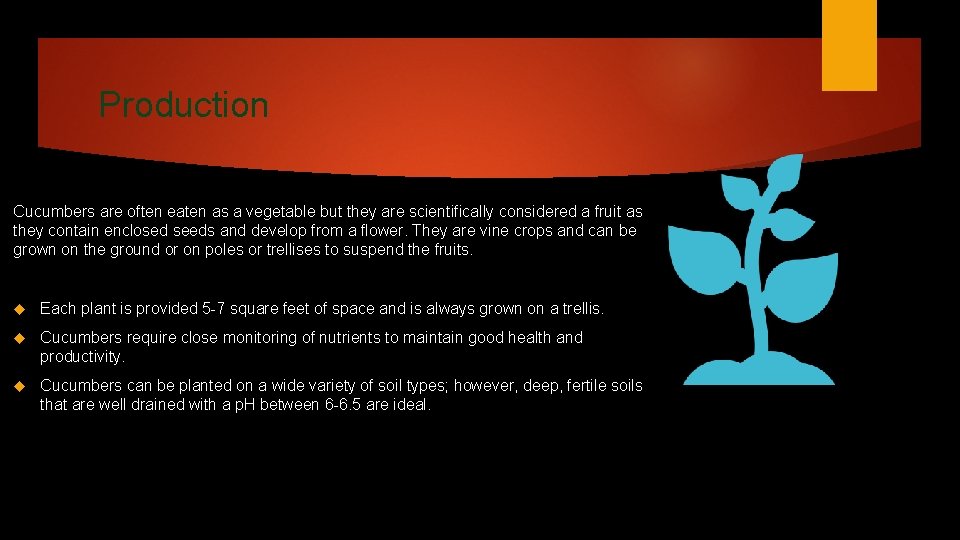 Production Cucumbers are often eaten as a vegetable but they are scientifically considered a