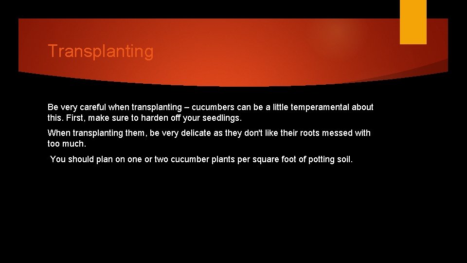 Transplanting Be very careful when transplanting – cucumbers can be a little temperamental about