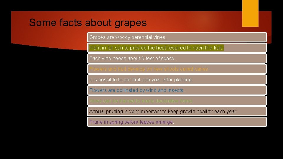 Some facts about grapes Grapes are woody perennial vines. Plant in full sun to