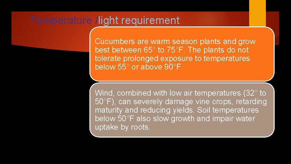 Temperature /light requirement Cucumbers are warm season plants and grow best between 65° to