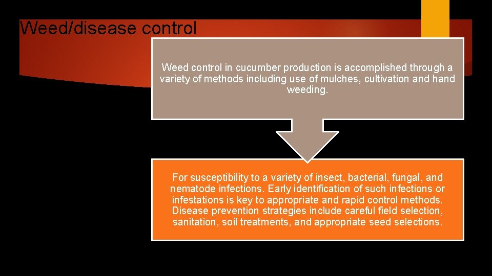 Weed/disease control Weed control in cucumber production is accomplished through a variety of methods