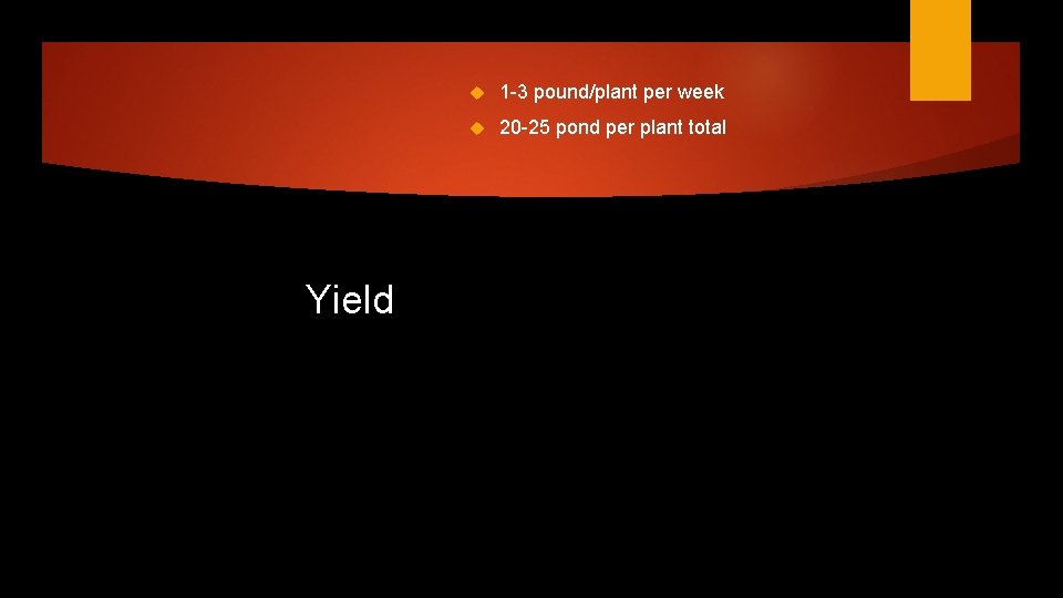Yield 1 -3 pound/plant per week 20 -25 pond per plant total 