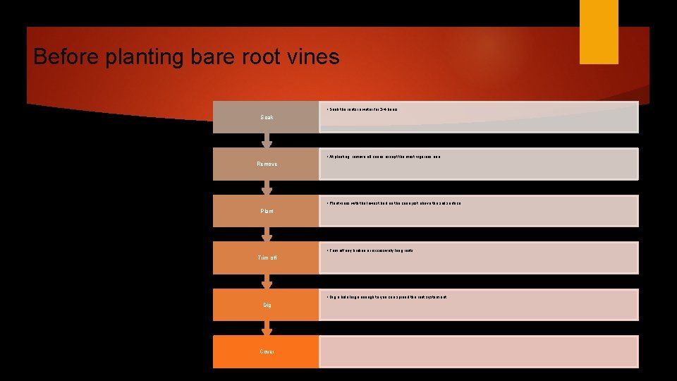 Before planting bare root vines • Soak the roots in water for 3 -4
