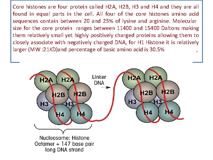 Core histones are four protein called H 2 A, H 2 B, H 3