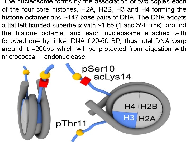  The nucleosome forms by the association of two copies each of the four
