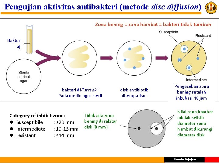 Pengujian aktivitas antibakteri (metode disc diffusion) Zona bening = zona hambat = bakteri tidak