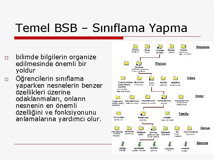 Temel BSB – Sınıflama Yapma o o bilimde bilgilerin organize edilmesinde önemli bir yoldur