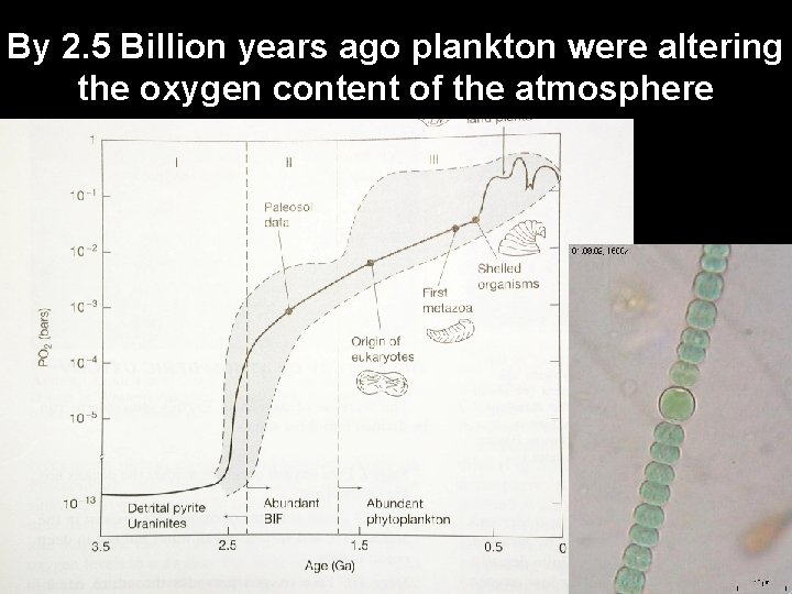 By 2. 5 Billion years ago plankton were altering the oxygen content of the