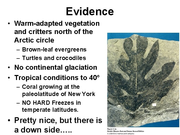 Evidence • Warm-adapted vegetation and critters north of the Arctic circle – Brown-leaf evergreens
