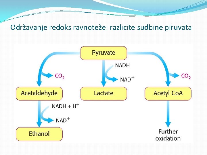 Održavanje redoks ravnoteže: razlicite sudbine piruvata 