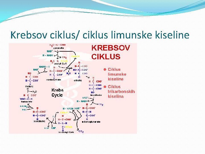 Krebsov ciklus/ ciklus limunske kiseline 