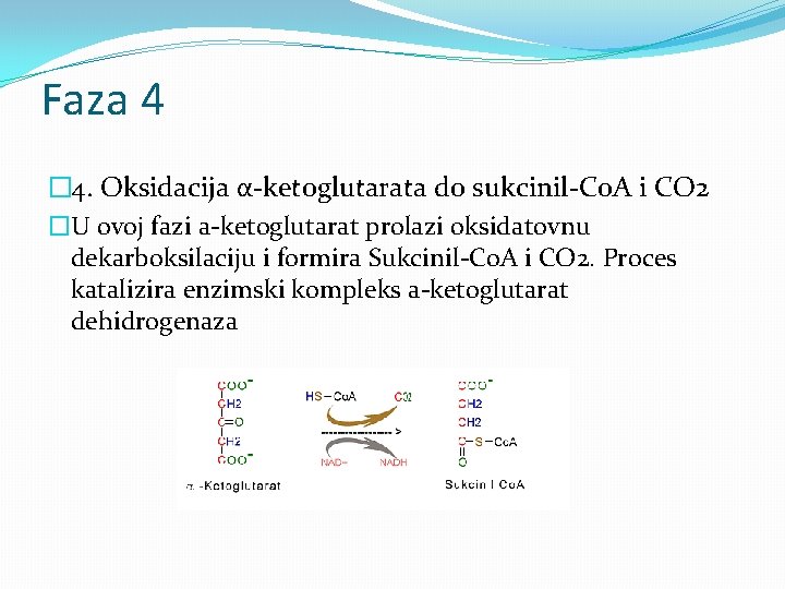 Faza 4 � 4. Oksidacija α-ketoglutarata do sukcinil-Co. A i CO 2 �U ovoj