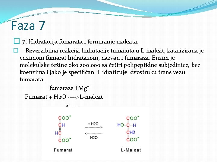 Faza 7 � 7. Hidratacija fumarata i formiranje maleata. � Reverzibilna reakcija hidratacije fumarata
