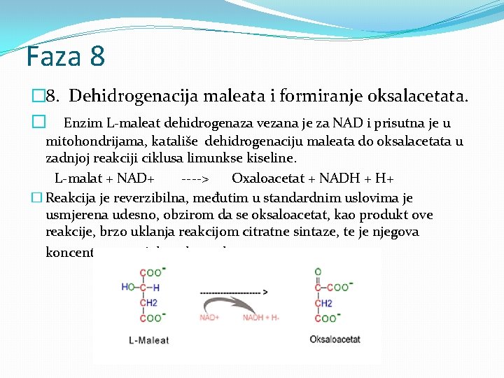Faza 8 � 8. Dehidrogenacija maleata i formiranje oksalacetata. � Enzim L-maleat dehidrogenaza vezana